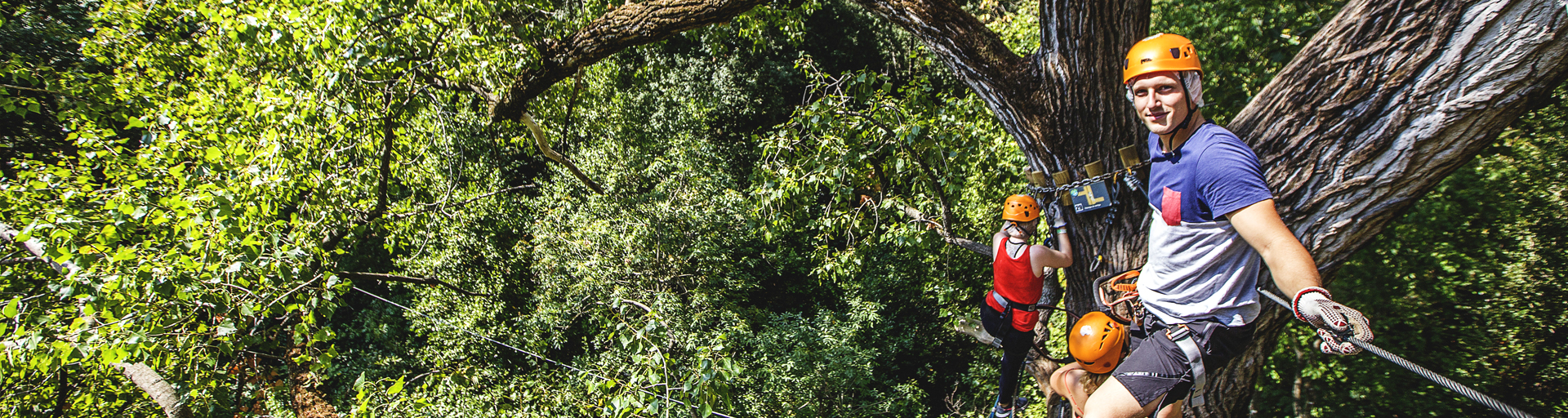 Descente d'un très grand arbre par des adultes