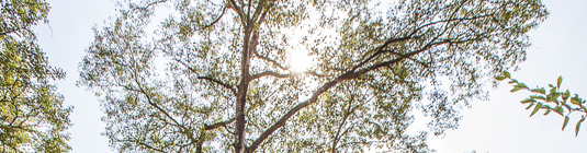 cime des arbres